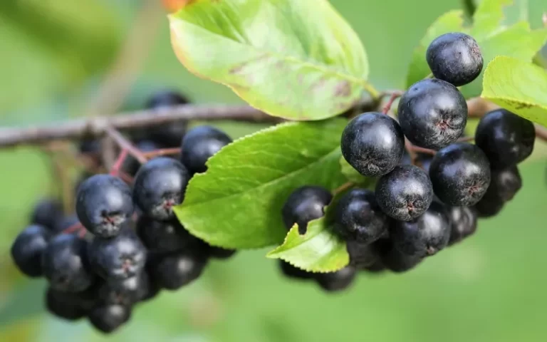 aronia